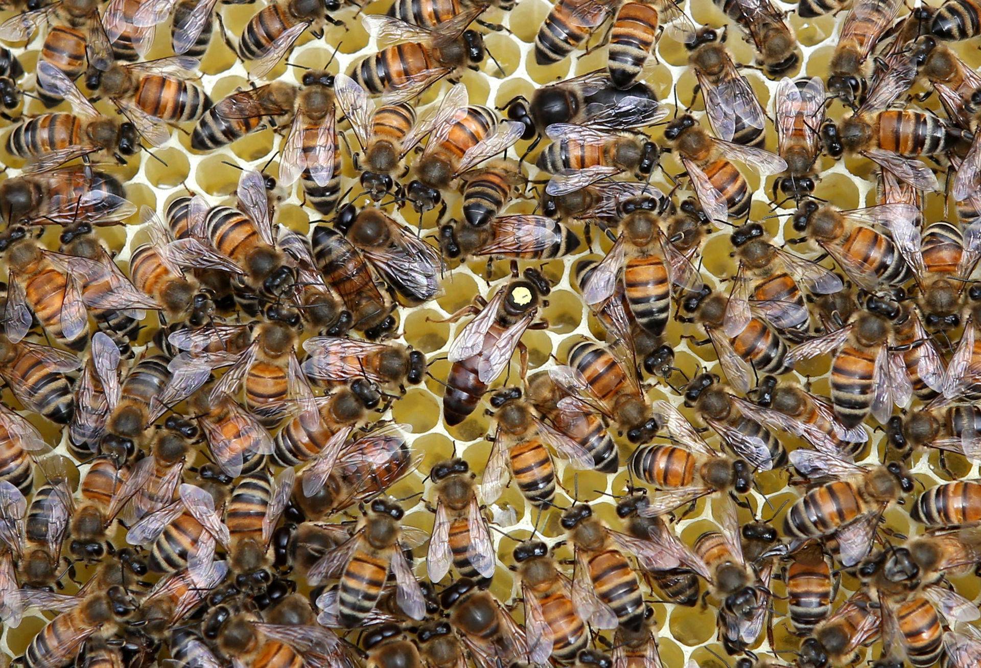 Пчелы карпатской породы (карпатки): характеристики и особенности