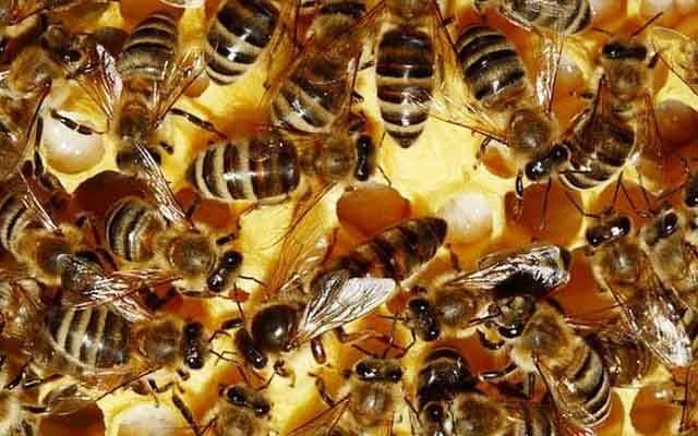 Особенности характера итальянской пчелы - пчёлы | описание, советы, отзывы, фото и видео