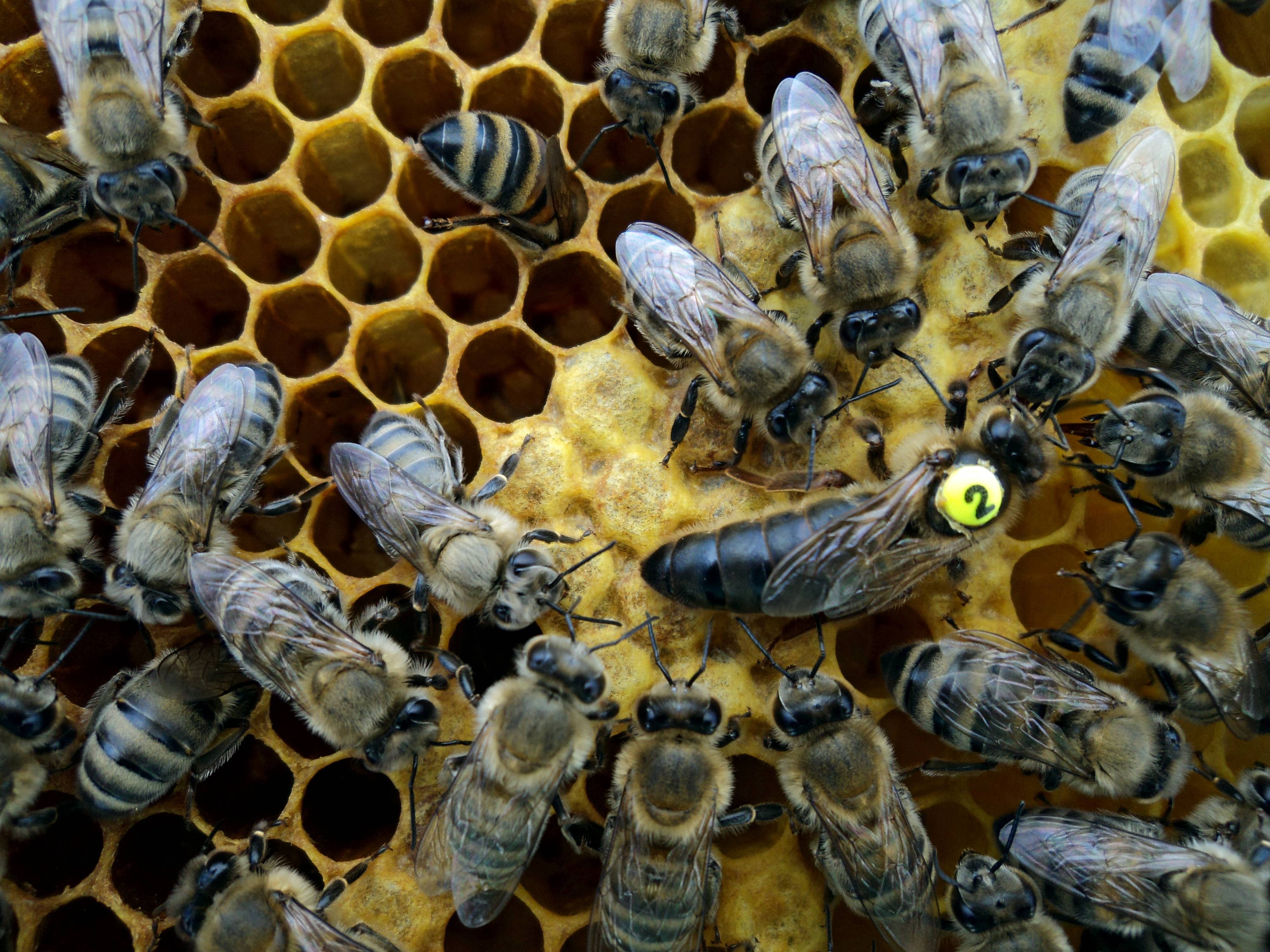 Украинская степная порода пчел - пчёлы | описание, советы, отзывы, фото и видео