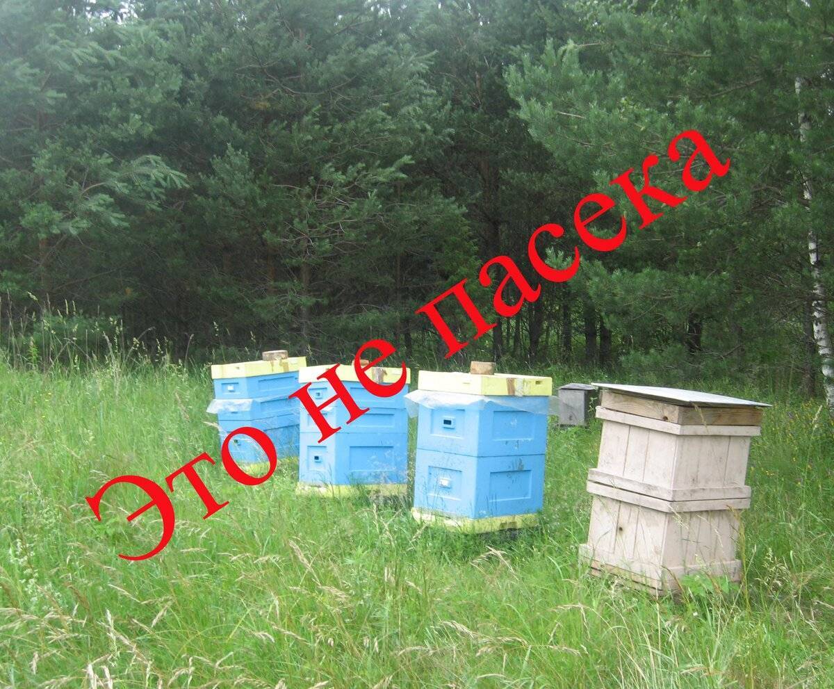 Стандартизация в пчеловодстве. промышленное пчеловодство