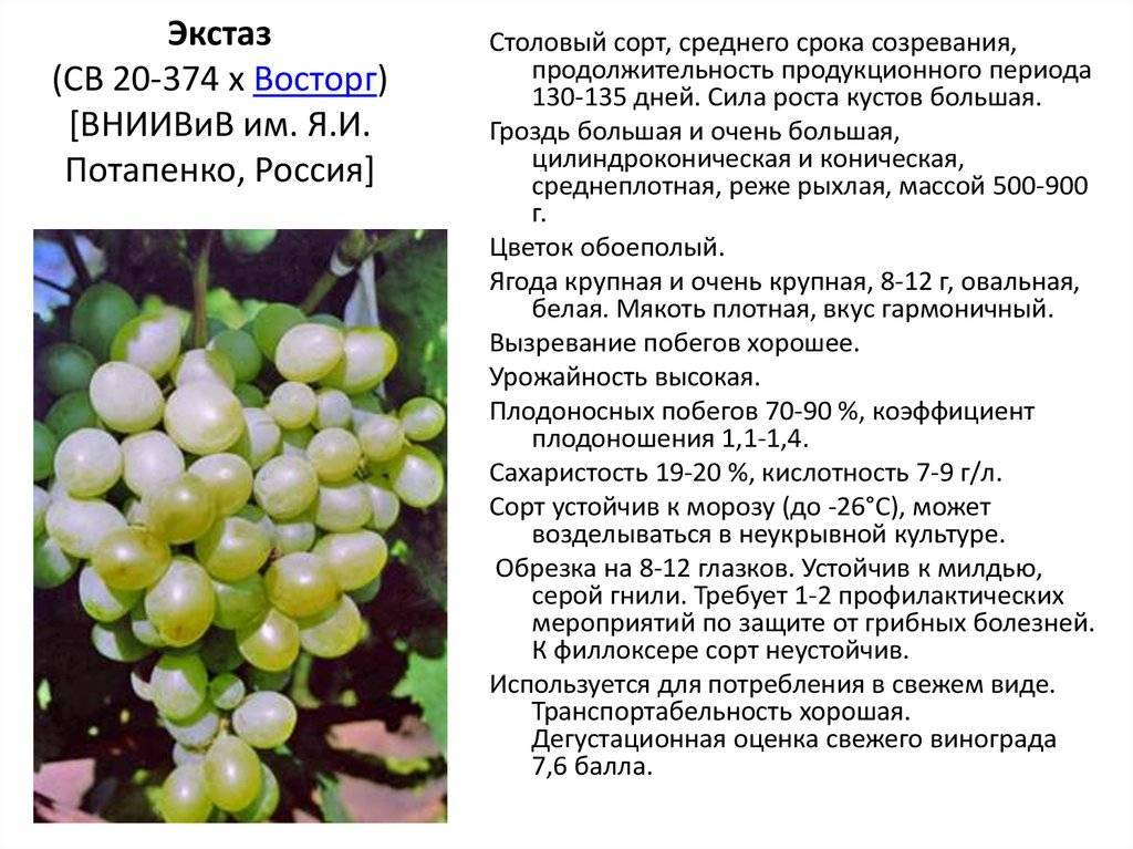 Виноград белый жемчуг - характеристики сорта винограда