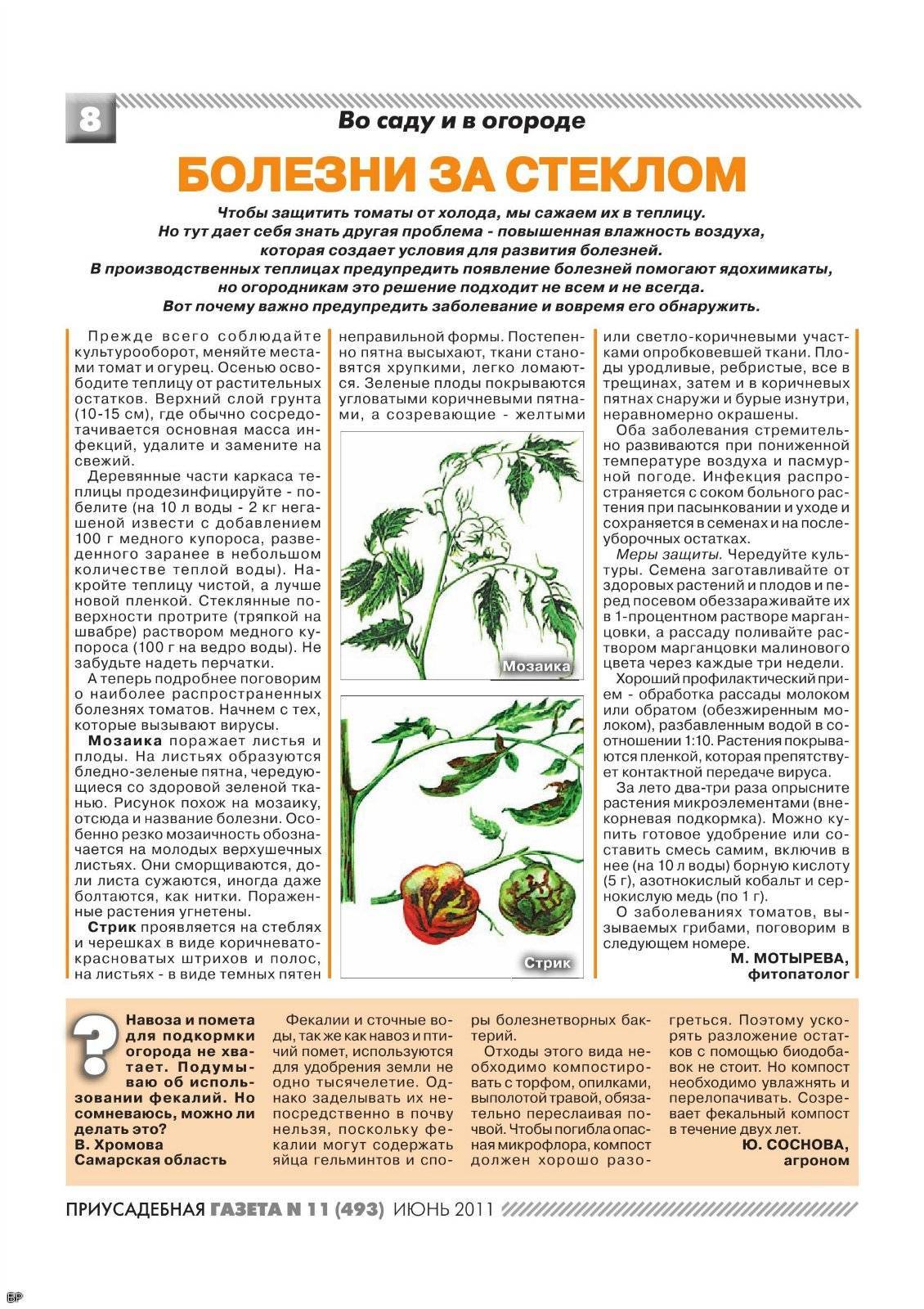 Столбур томатов – фото и их лечение, обработка препаратами и народными средствами, профилактика