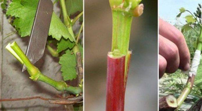 Способы размножения винограда - способы прививок винограда