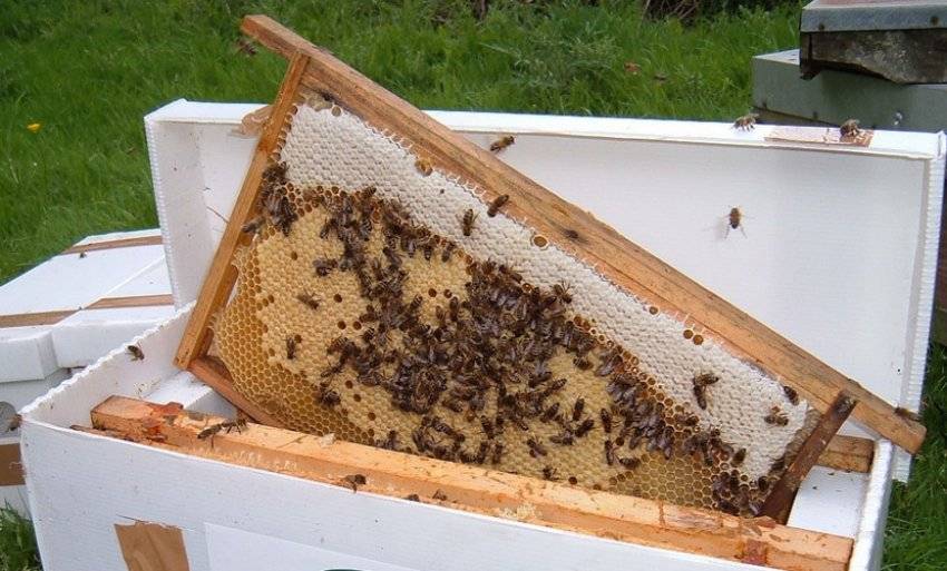 Свищевые или роевые маточники пчел, как сделать отводок на маточник