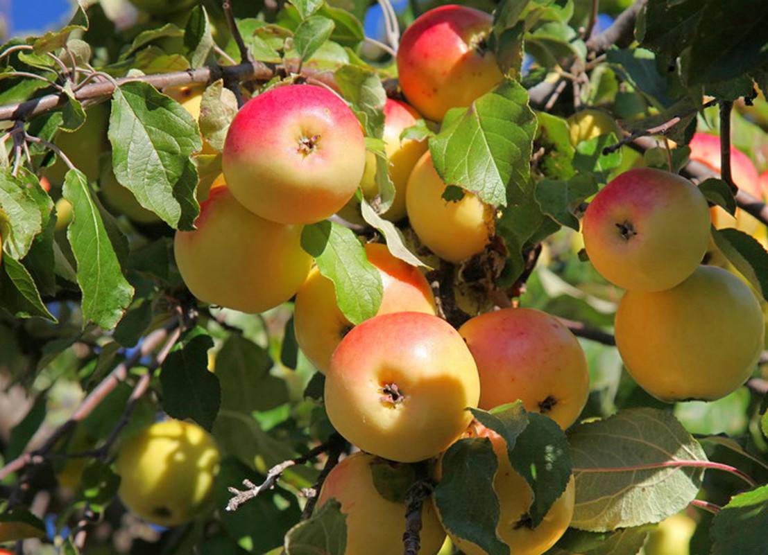 Райские яблочки плоды. разновидности и характеристика сортов | дачная жизнь