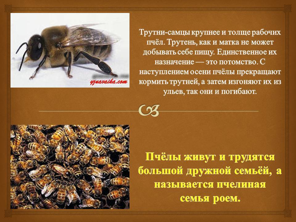 Трутни: роль в жизни пчел, значение, видео | пчеловодство | пчеловод.ком
