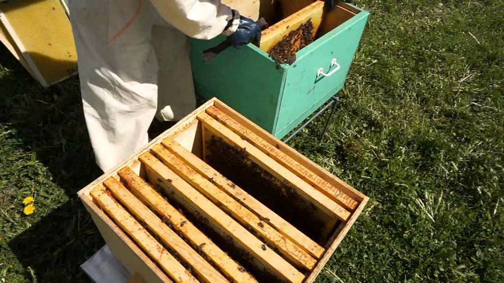 Принципы технологий метода цебро в пчеловодстве