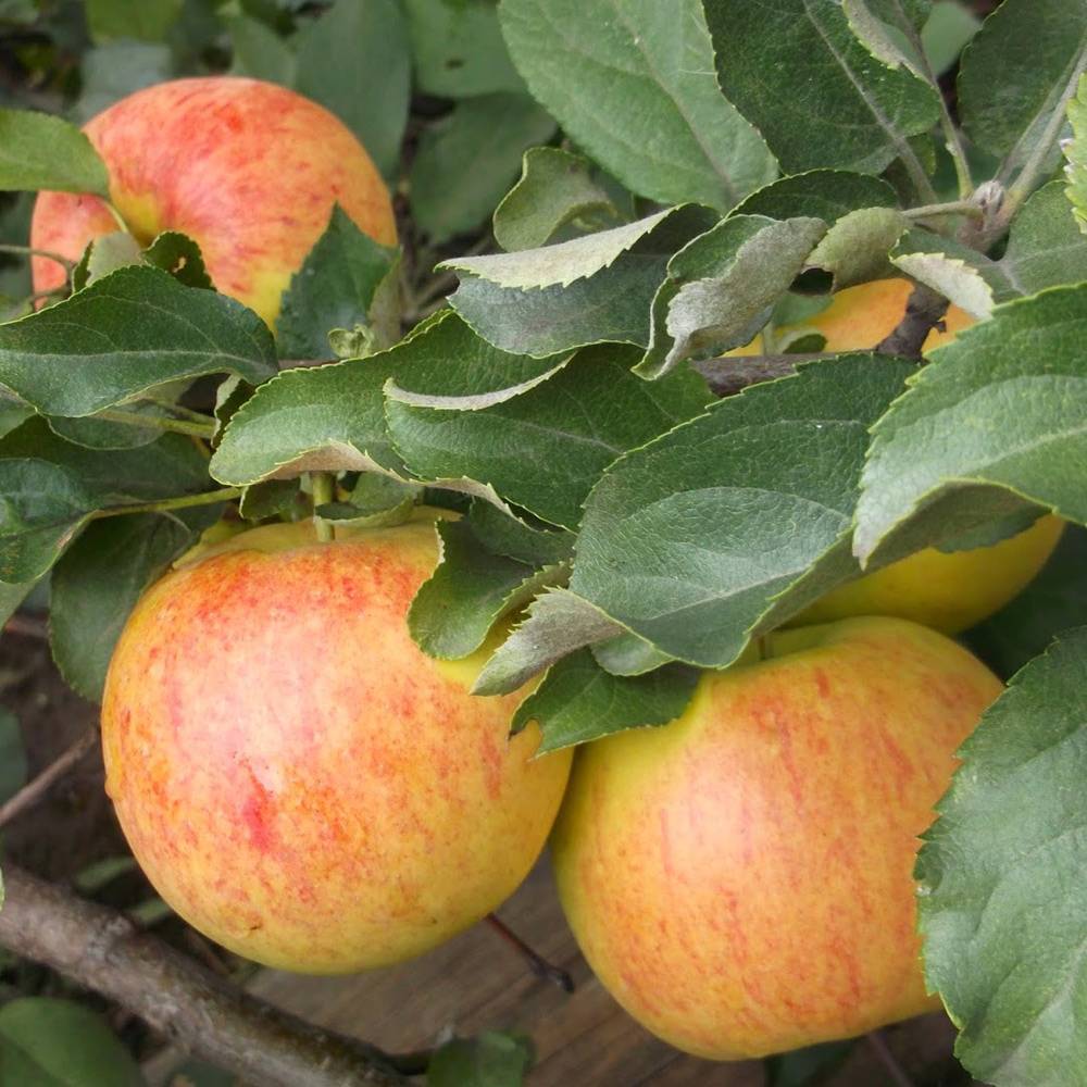 Урожайная яблоня летнее полосатое: описание, фото