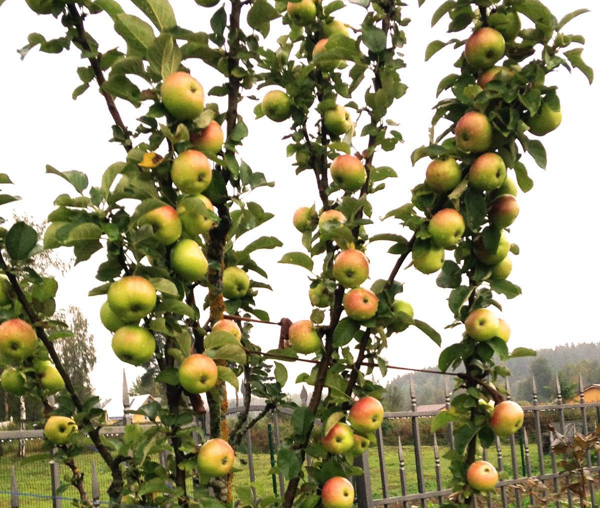 Не плодоносит колоновидная яблоня: что делать, причины отсутствия цветения и роста