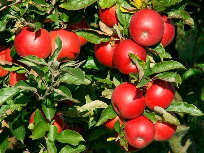 Яблоня айдаред: как вырастить яблоки, хранящиеся до следующего лета