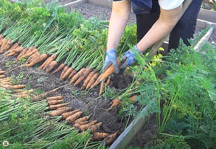 Как определить, когда убирать морковь с грядки на хранение