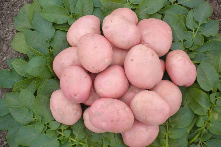 Картофель рябинушка: описание, характеристика сорта, отзывы 