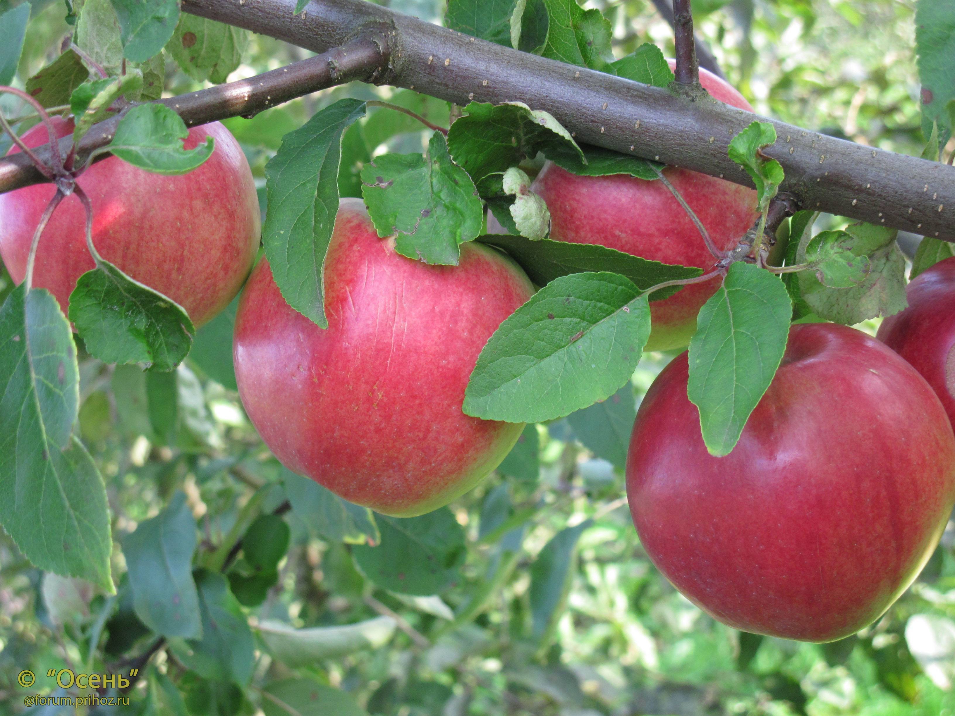 Яблоня "белорусское сладкое": ? 50 фото, описание, посадка и уход, полезные свойства