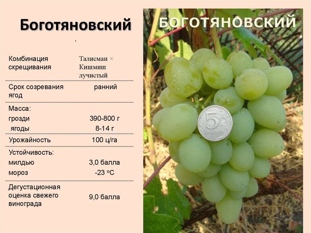 Виноград сенсация: описание и характеристики сорта, выращивание и размножение