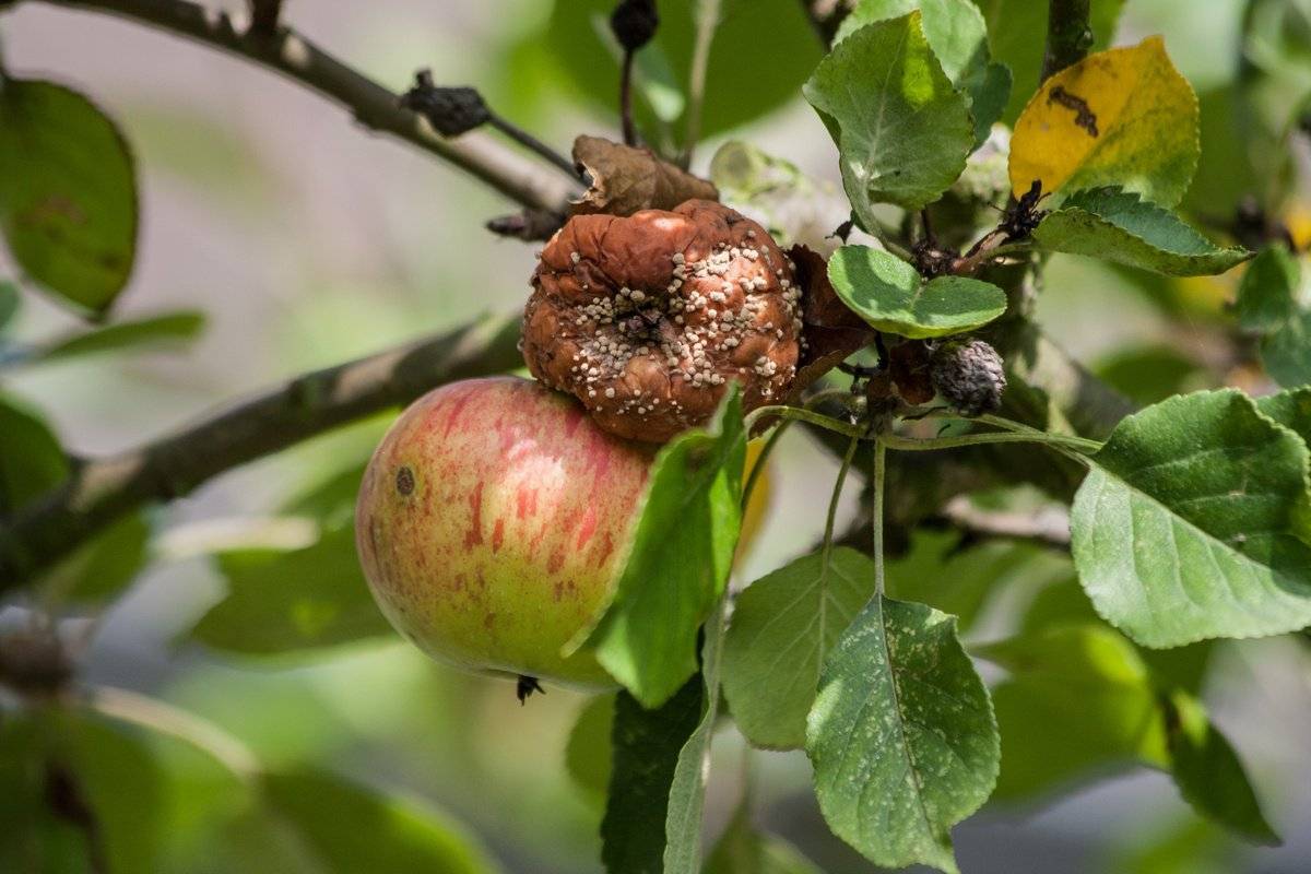 Парша на яблоне: фото, описание и лечение болезни