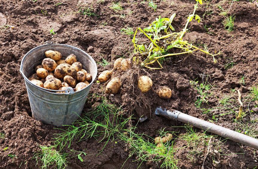 Когда копать картофель на хранение: признаки созревания урожая (+отзывы)