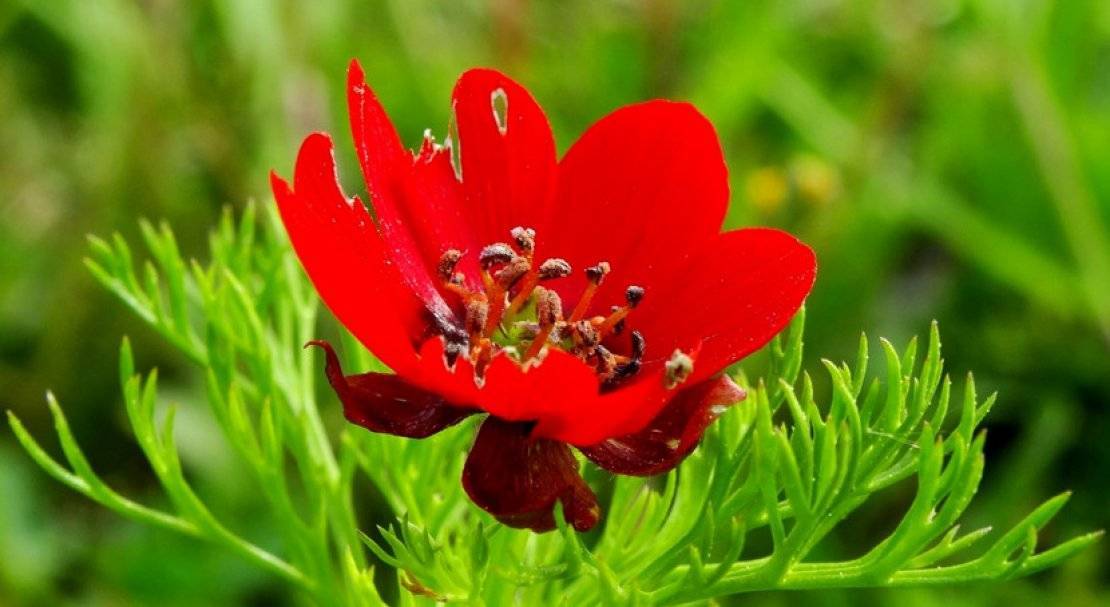 Адонис красный цветок фото
