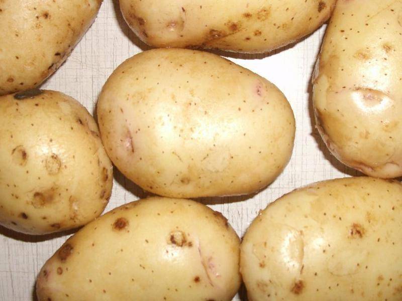 Характеристика и описание картофеля «ирбитский»
