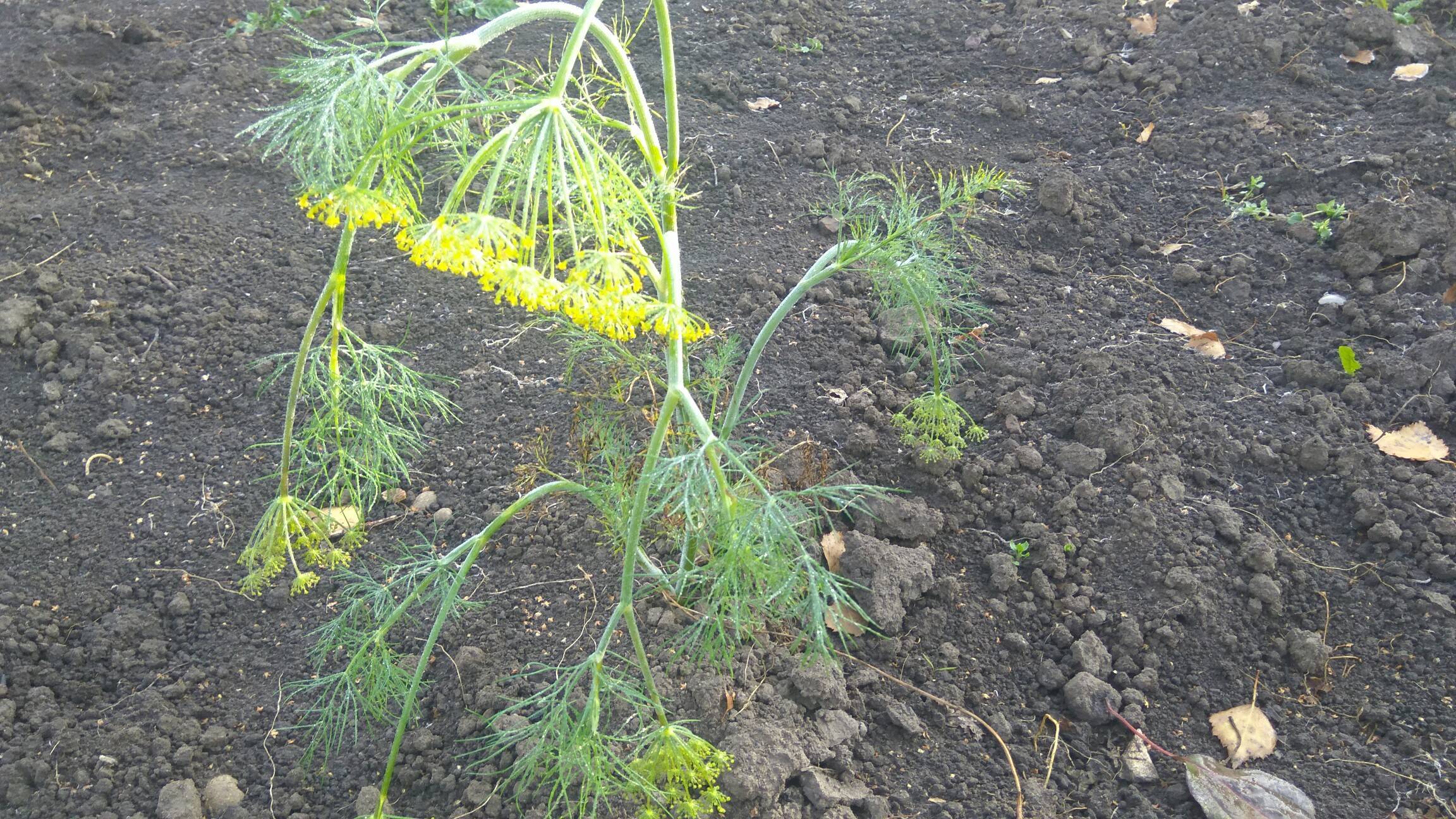 Вредители укропа на листьях фото и борьба с ними