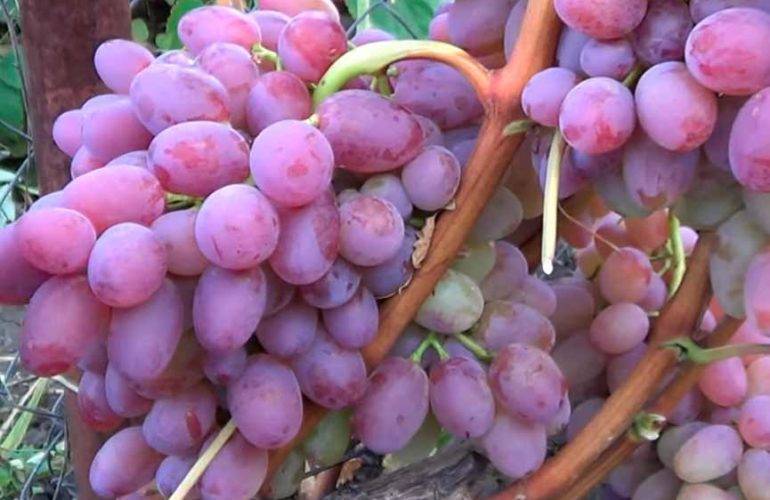 Виноград гелиос: описание сорта, фото, отзывы, характеристики и особенности выращивания