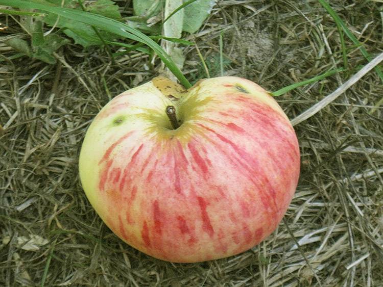 Яблоня коричное полосатое (коричневка, коричневая) - описание сорта яблок