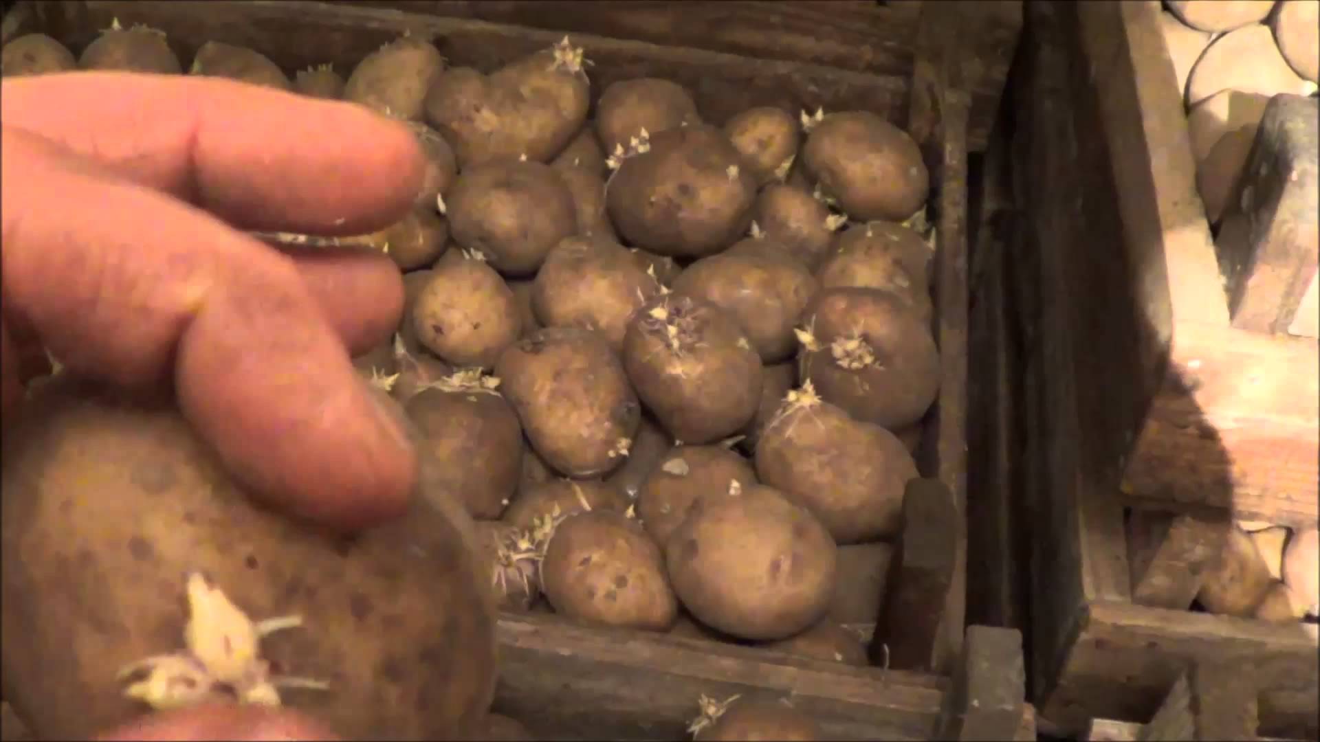 Выращивание картофеля из семян: как получить семена и посадить семенной картофель на рассаду и в открытый грунт