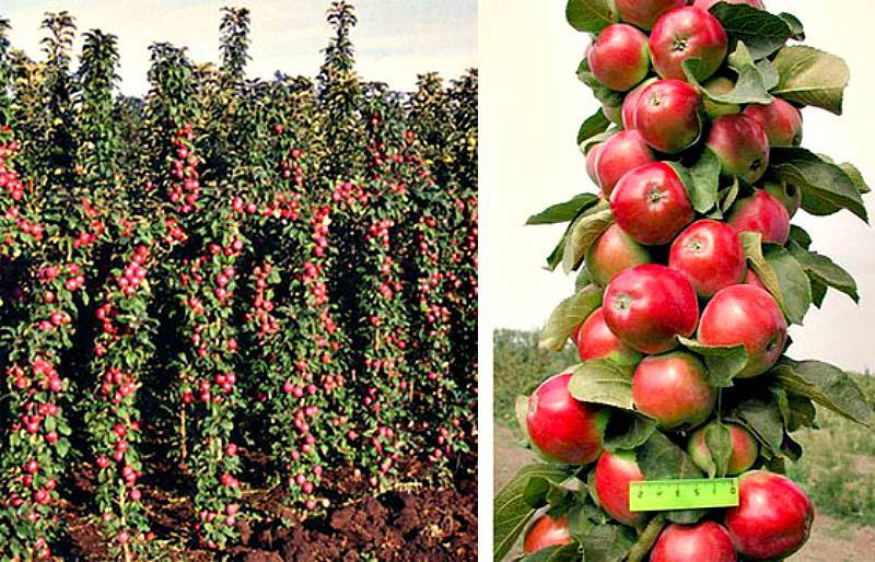 Посадка и выращивание яблони малюха колоновидной - медоносы | описание, советы, отзывы, фото и видео