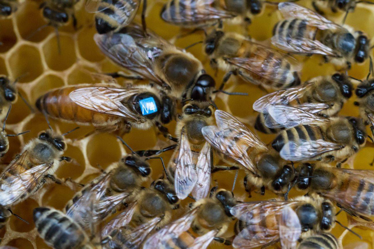 Пчелы породы бакфаст: характеристика и описание, отзывы пчеловодов пчеловод...