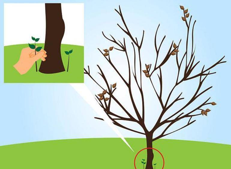 Схема обрезки вишни для начинающих осенью 2023 года - своими руками на даче  - как посеять, сажать, ухаживать за растениями и цветами