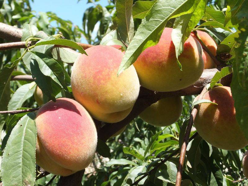 Уход за персиковым деревом весной и осенью: выращивание, полив, подкормка