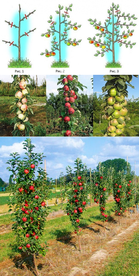 Колоновидные яблони - как выбрать саженец, посадить, обрезать, подкармливать и подготовить к зимовке