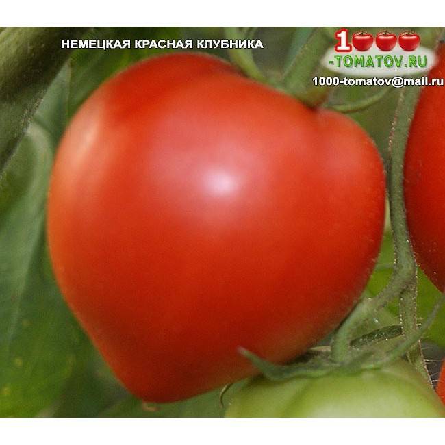 Описание томата Немецкая красная клубника и рекомендации по выращиванию