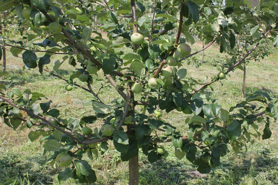 Яблоня соколовское: особенности сорта и ухода