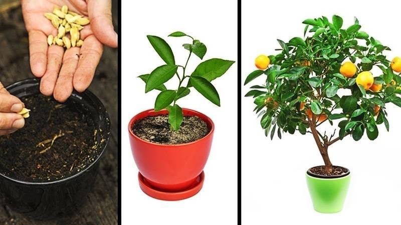 Как вырастить апельсин из семечка покупного плода в домашних условиях