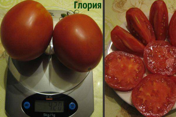 Томат глория: описание и характеристики, особенности посадки и выращивания, болезни и вредители, достоинства и недостатки