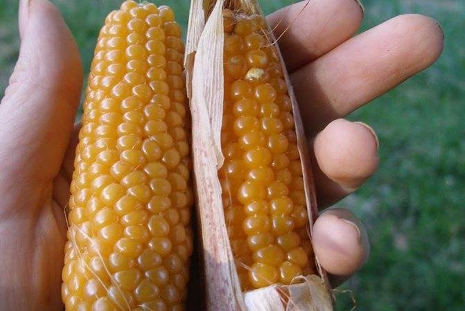 Кукуруза для попкорна: как сделать попкорн из кукурузы в домашних условиях