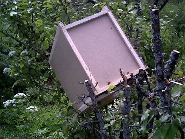 Ловушка для пчел (роевня или роеловка): как сделать и ловить бродячие рои