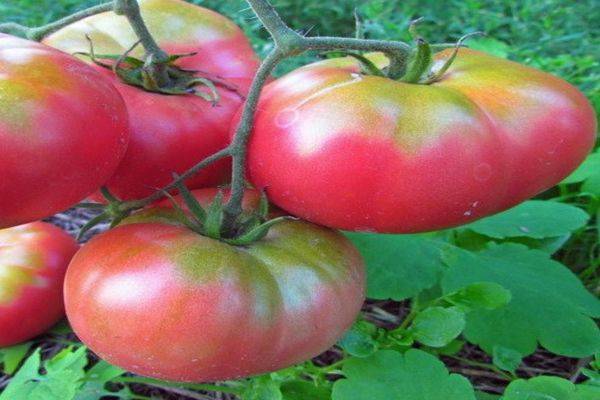 Томат картофельный малиновый: описание сорта, характеристика, сибирский сад, отзывы, фото