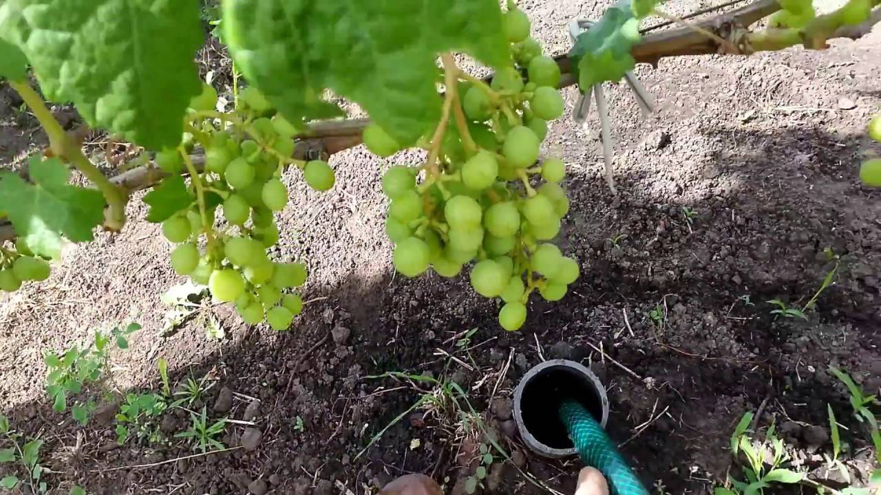Полив винограда: нужен ли и как часто? когда первый раз и как правильно увлажнять весной после открытия?