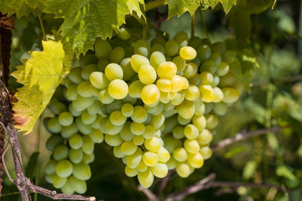 Виноград ркацители – описание сорта с фото; полезные свойства и вред