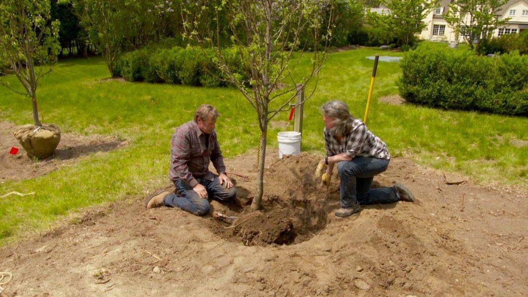 Что можно посадить под яблоней в тени: 5 причин использовать приствольный круг
