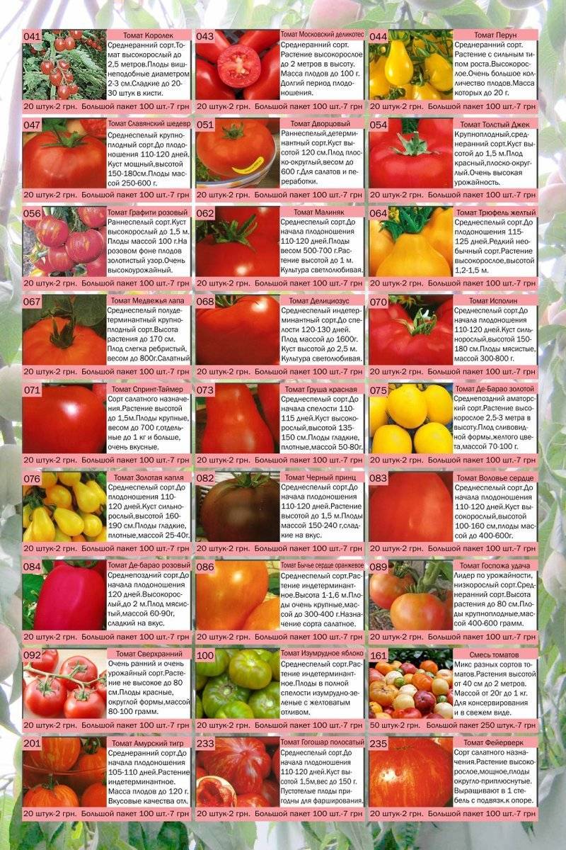 Грамотное формирование стебля томата в теплице: выбор сорта, схема куста, регулярность и периодичность