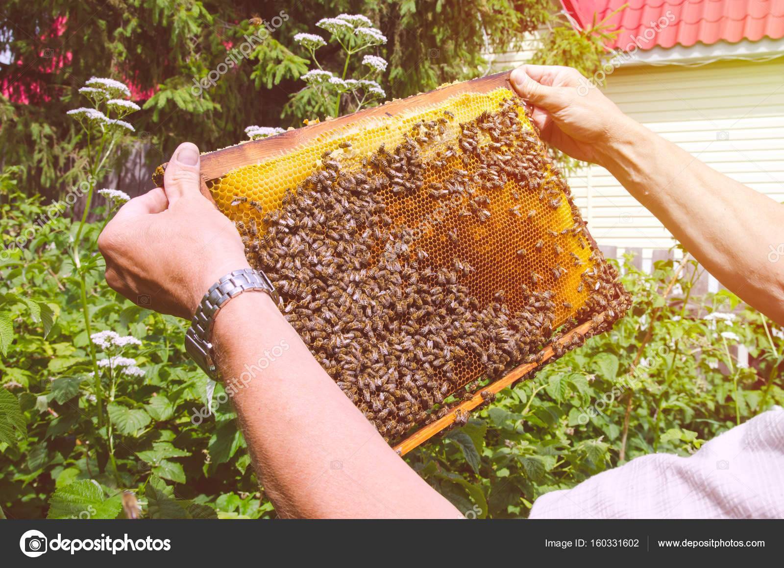 Значение суши для пчел - пчеловодство | описание, советы, отзывы, фото и видео