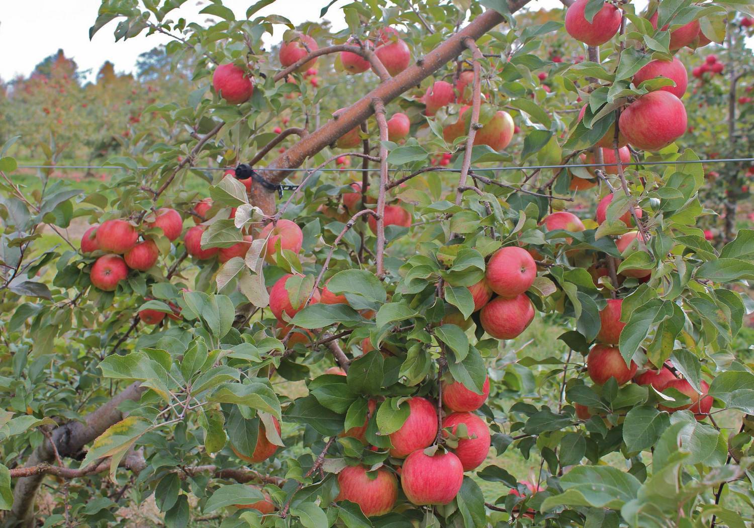 Особенности выращивания колоновидных яблонь — floraprice.ru