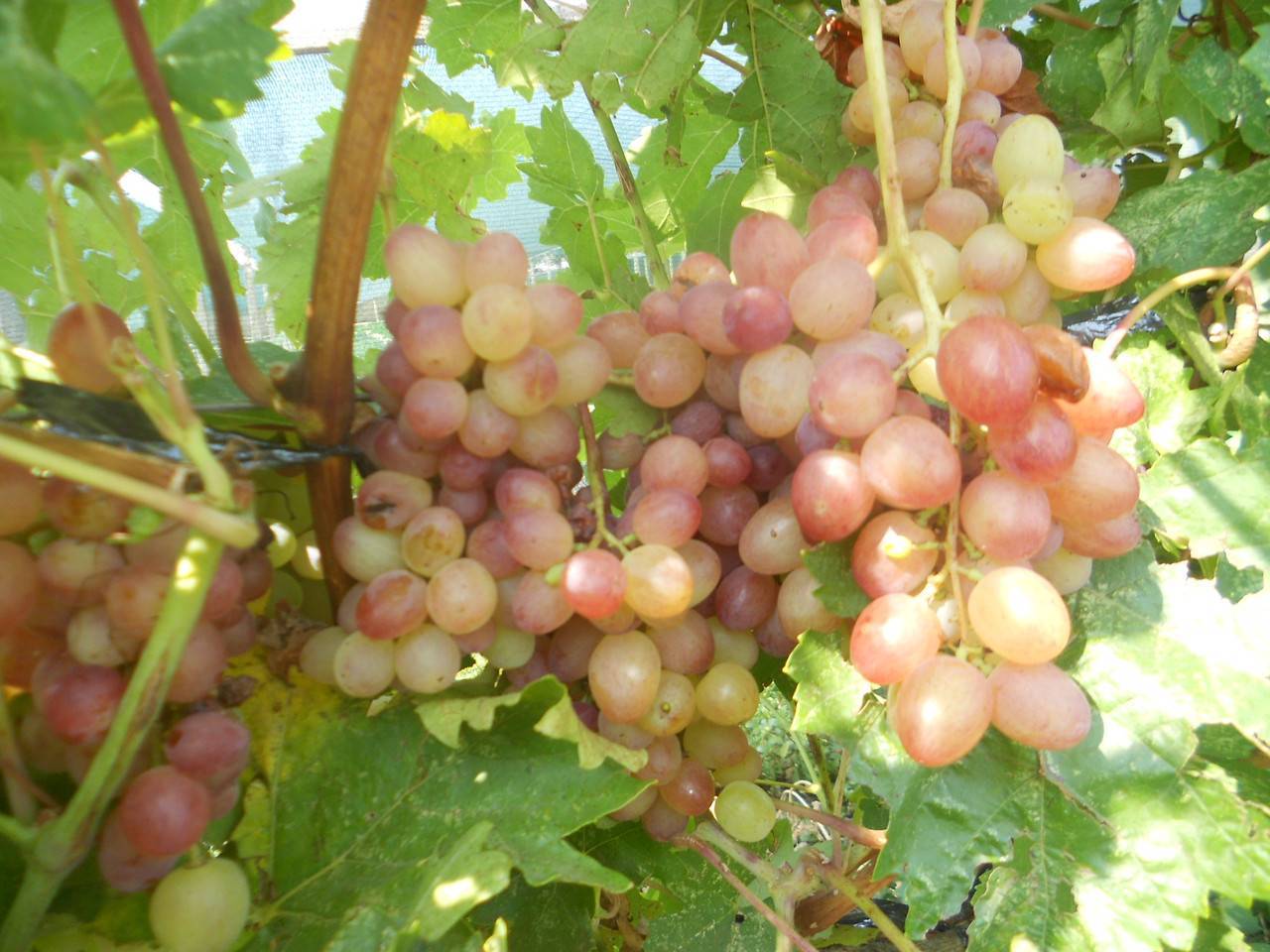 Лучшие сорта винограда для подмосковья - 20 самых вкусных, морозостойких