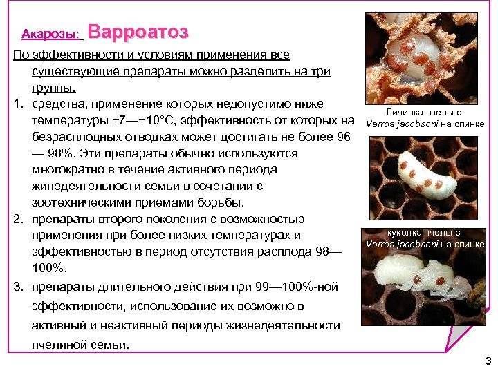 8.7.1. браулез пчел (лат. braulidae) - bee-keeper.ru