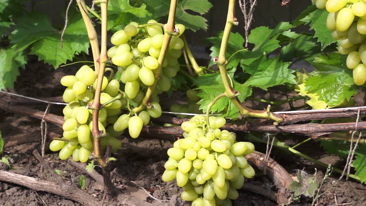 Описание сорта винограда «бажена»