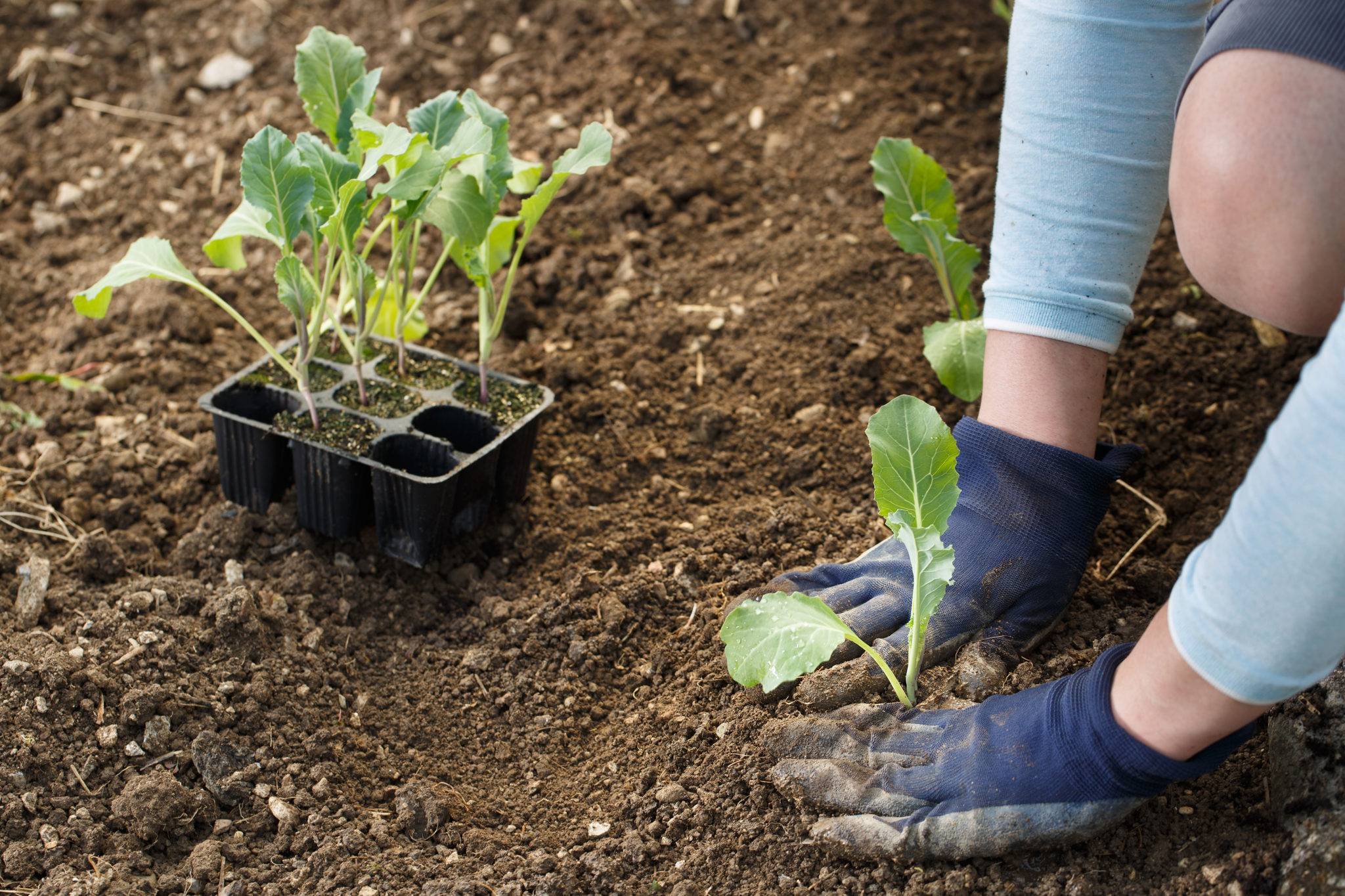 Как выращивать цветную капусту в открытом грунте