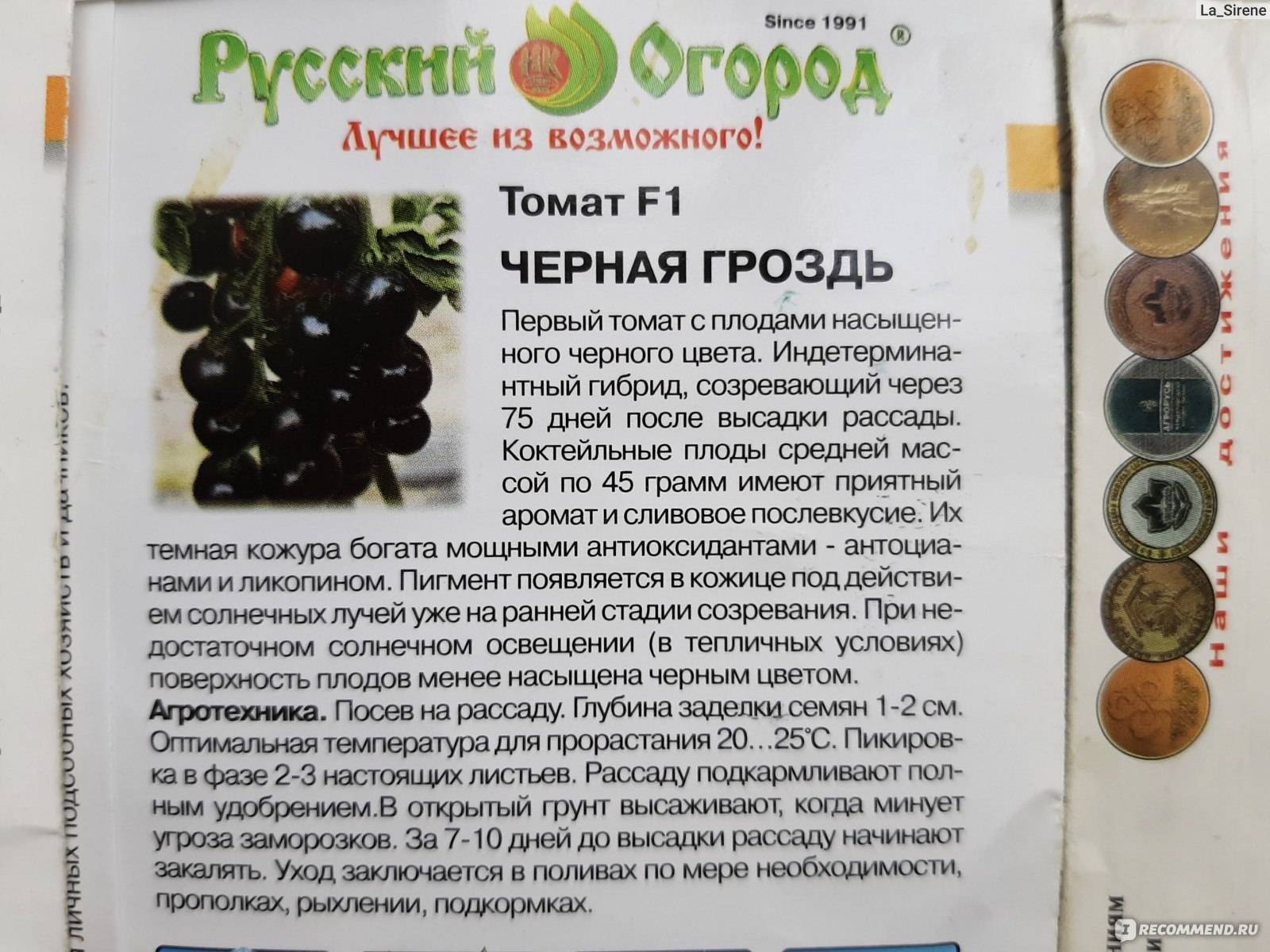 Описание гибридного томата Черная гроздь и рекомендации по выращиванию в открытом грунте