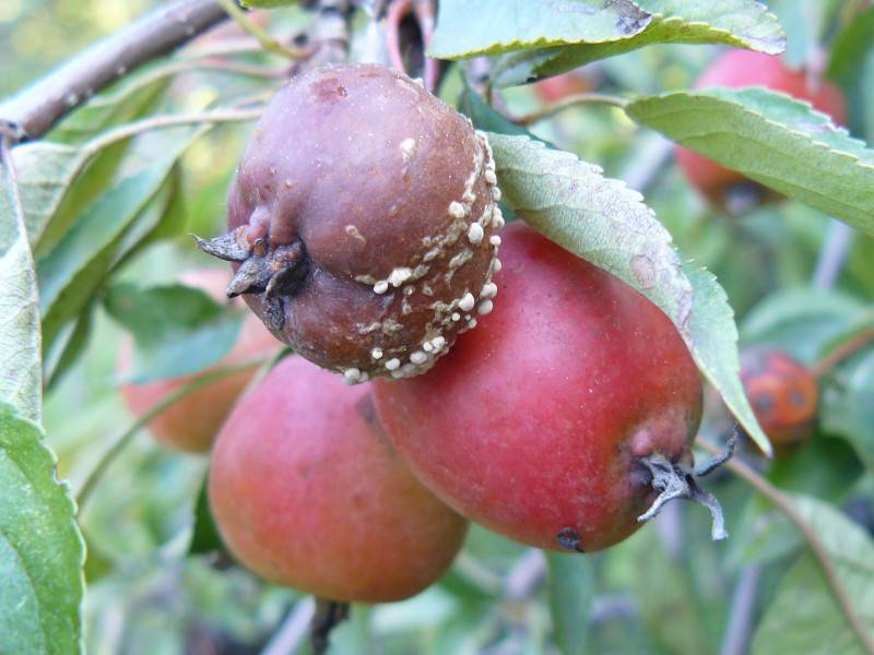 Плодовая гниль яблони: чем обрабатывать, причины появления, профилактика